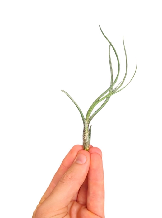 <h4>Tillandsia Butzii bonsai (baby)</h4>