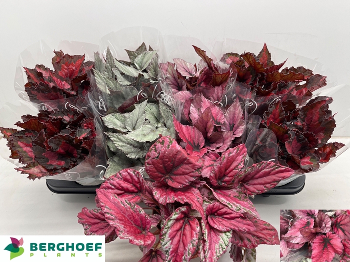 <h4>BEG BEL GEM</h4>