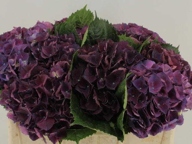 <h4>HORT ROYAL KING</h4>
