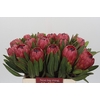 Protea Red Ice