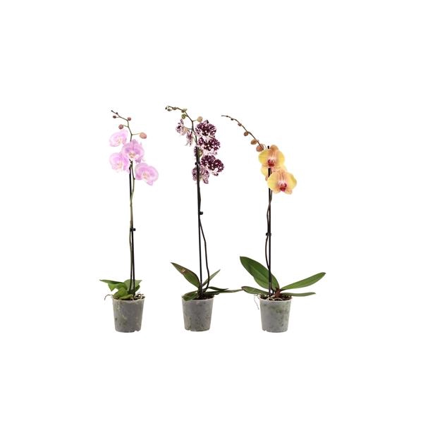 <h4>Phal Mix 1T9+ Lang</h4>
