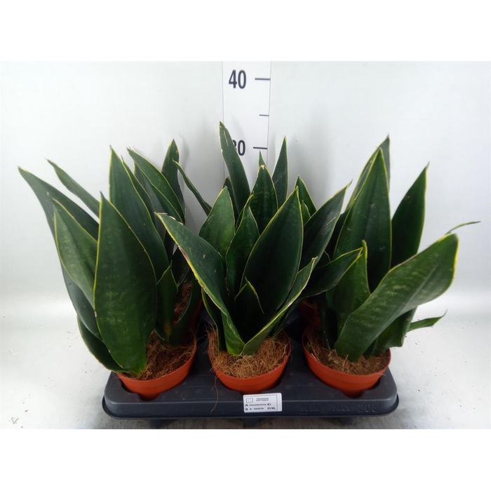 <h4>Sansevieria trifa.   ...</h4>