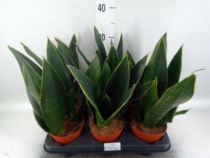 Sansevieria trifa.   ...