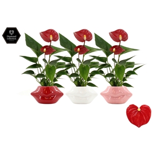 Anthurium 6 cm Micra in Lips ceramics