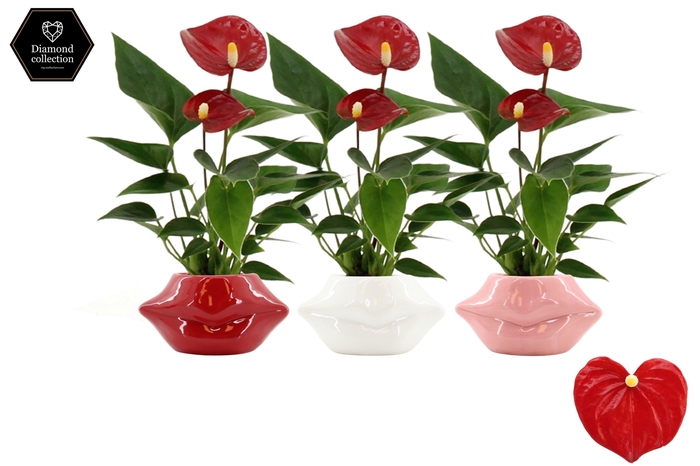 <h4>Anthurium 6 cm Micra in Lips ceramics</h4>