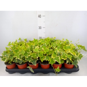 Hedera helix 'Goldchild'