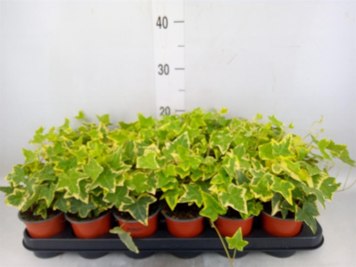 <h4>Hedera helix 'Goldchild'</h4>