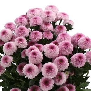 CHRYSANTHEMUM TR 'SUGARBUNNY'