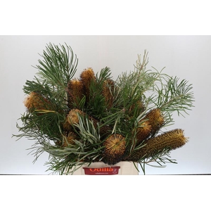 Banksia Spinulosa