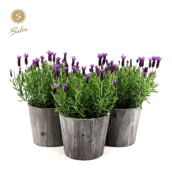 <h4>Lavandula st. 'Anouk'® Collection P19 in Wood</h4>