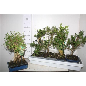 Bonsai Gem 4 Srt Keramiekpot Met Schotel