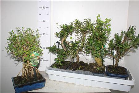 <h4>Bonsai Gem 4 Srt Keramiekpot Met Schotel</h4>