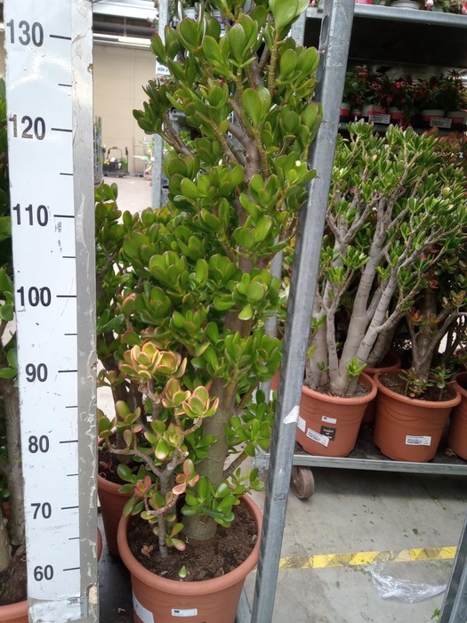 <h4>Crassula ovata</h4>