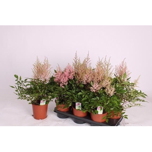 ASTILBE OVERIG
