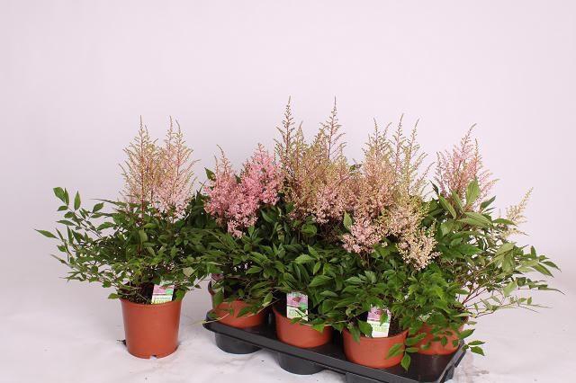 <h4>ASTILBE OVERIG</h4>