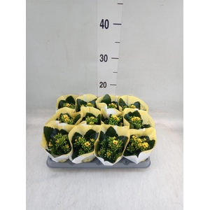 Kalanchoe  'African Sam'