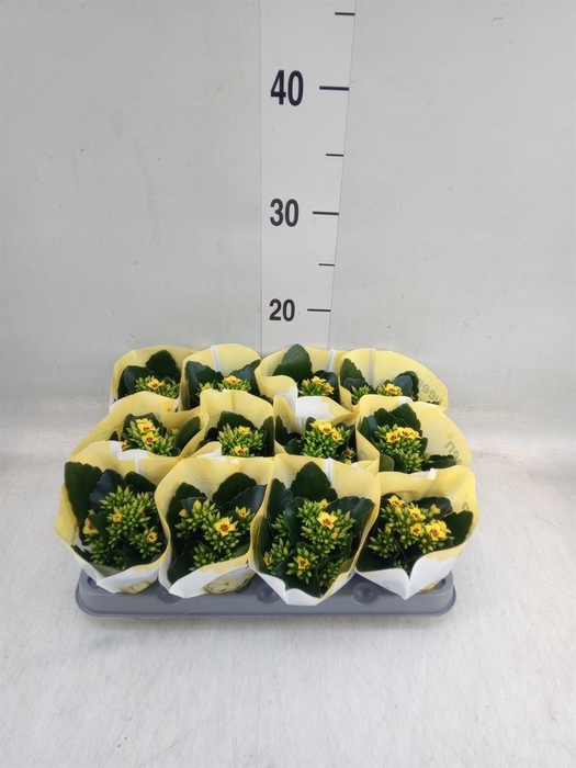 <h4>Kalanchoe 'African Sam'</h4>