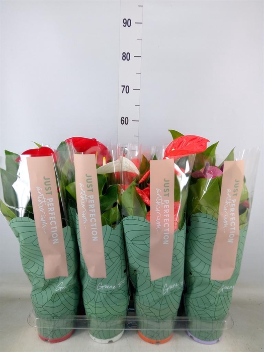 <h4>Anthurium ...mix</h4>