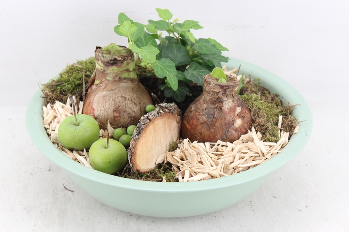 <h4>arr4 Amaryllis PL - Zink schaal groen</h4>