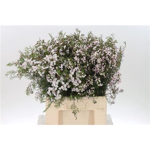 Chamelauc Dancing Queen Light Pink