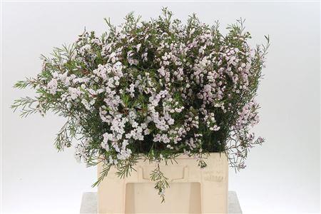 <h4>Chamelauc Dancing Queen Light Pink</h4>