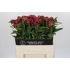 Paeonia Paul M. Wild
