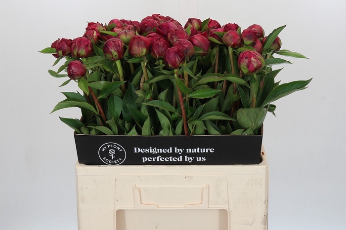 Paeonia Paul M. Wild