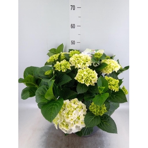 Hydrangea mac.