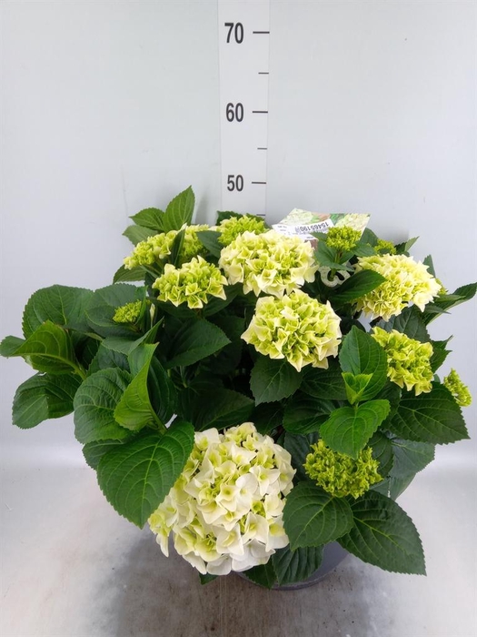 <h4>Hydrangea mac.</h4>