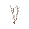 Syringa Branch Extra Boudry