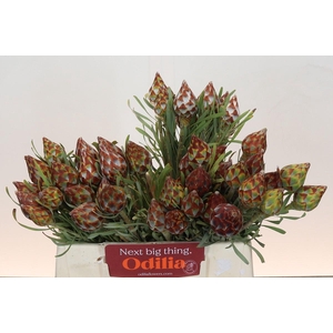 Kaaps Groen Plumosum Rubrum