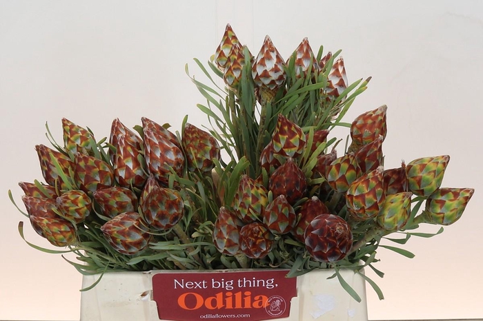 <h4>Kaaps Groen Plumosum Rubrum</h4>