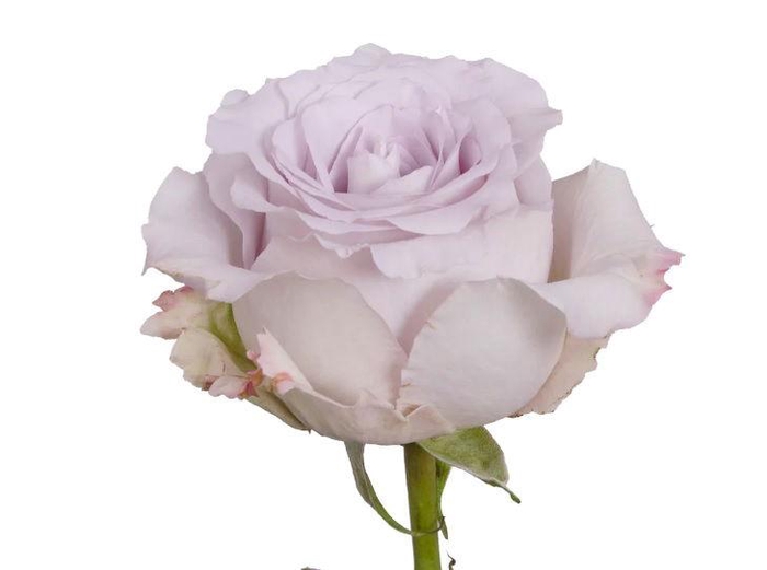 <h4>R GR ANDREA</h4>