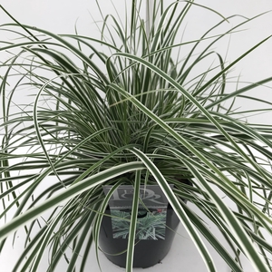 Carex 'Everest'