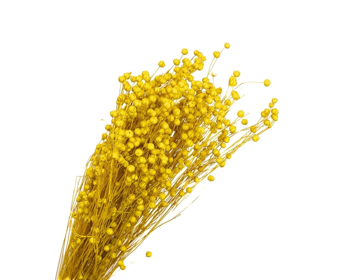Lino Vlas Yellow