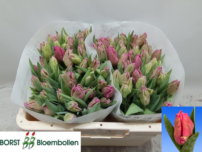 <h4>TU PA MARVEL PARROT</h4>