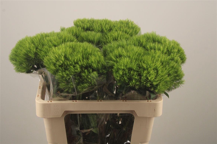 <h4>Di Barb Kiwi Mellow</h4>