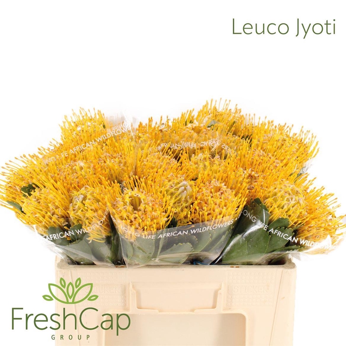 <h4>Leuco Jyoti</h4>