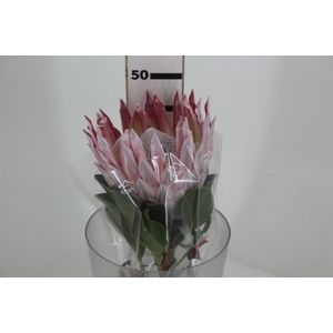 PROTEA CYNAROIDE