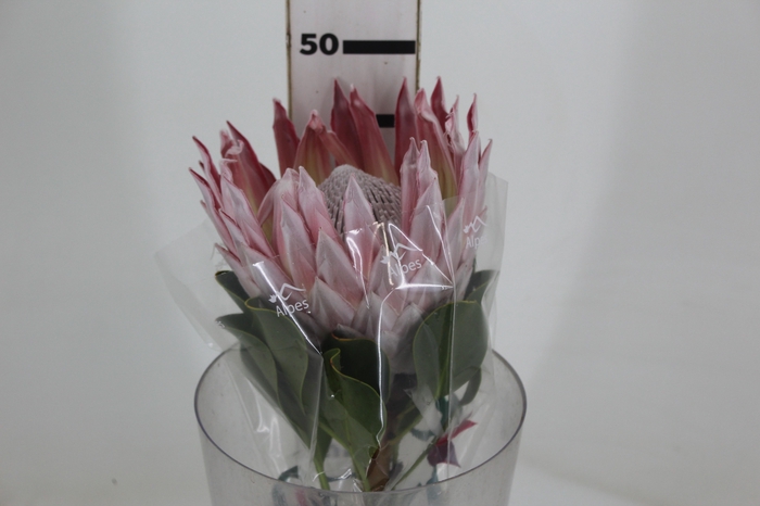 <h4>PROTEA CYNAROIDE</h4>