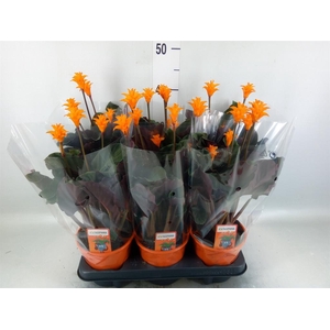 Calathea crocata 'Tassmania'