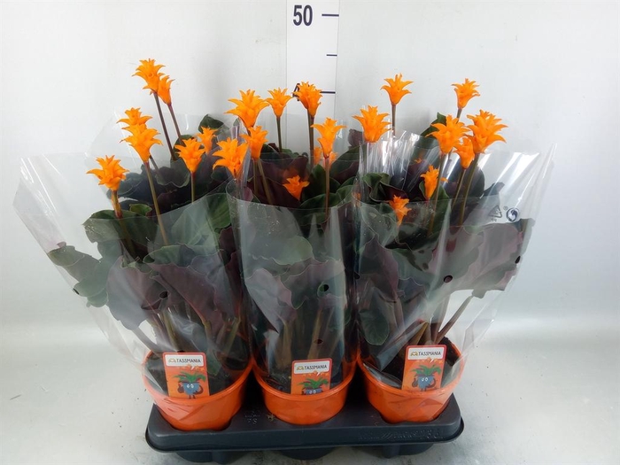 <h4>Calathea crocata 'Tassmania'</h4>
