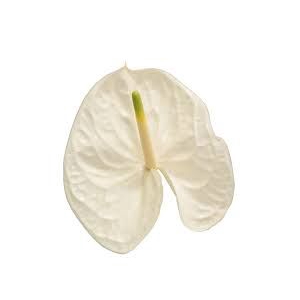Anth A Reina 15 cm X10 Bouman
