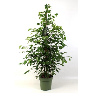 Ficus Benjamina Exotica