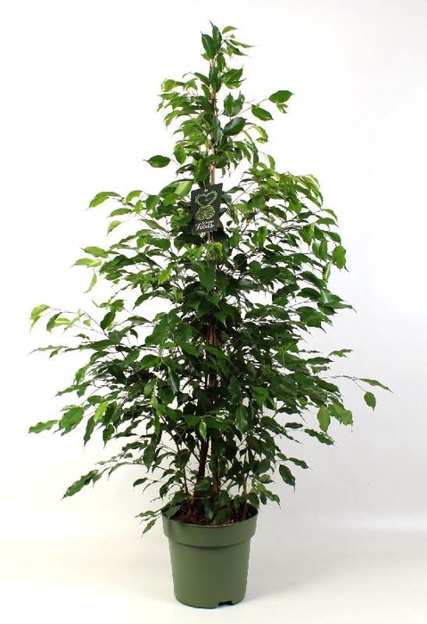 <h4>Ficus Benjamina Exotica</h4>