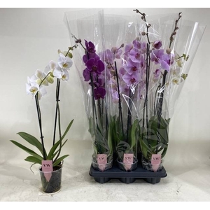 PHAL GEM