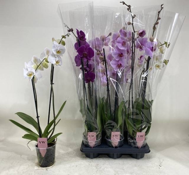 <h4>PHAL GEM</h4>