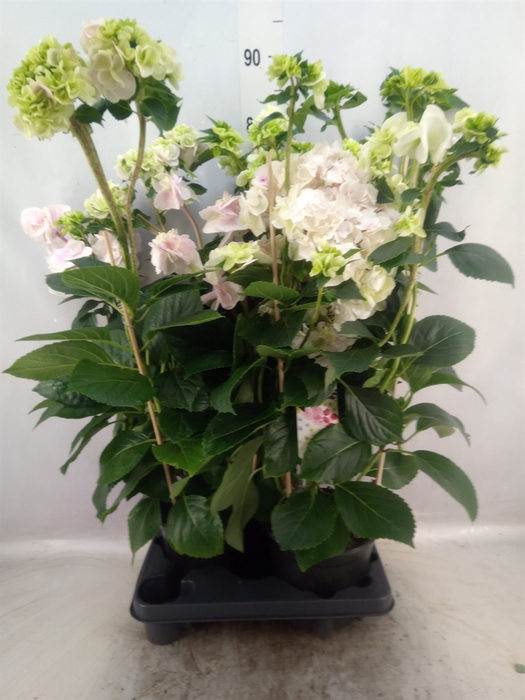 <h4>Hydrangea mac. 'Hovaria'</h4>