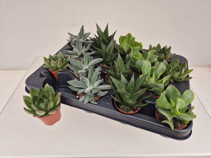 <h4>SUCC GEM 4 SRT</h4>