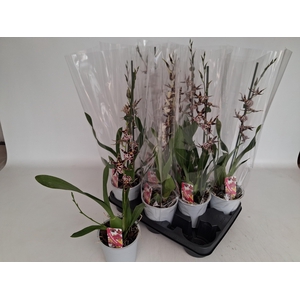 BRASSIA SUMMER DREAM